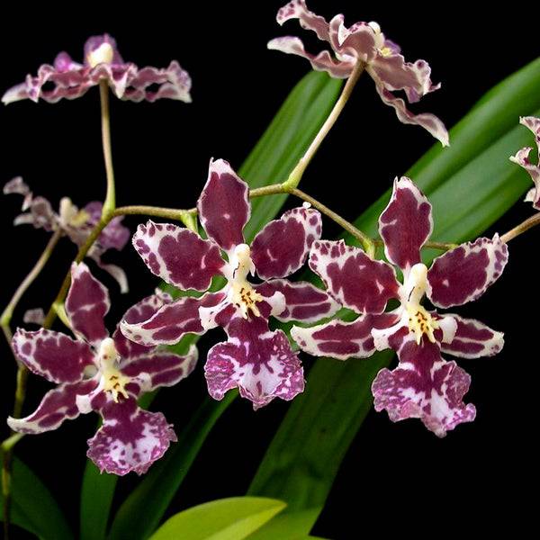 Oncidium Nanboh Waltz 'Boso Sweet' - Without Flower | BS - Buy Orchids Plants Online by Orchid-Tree.com