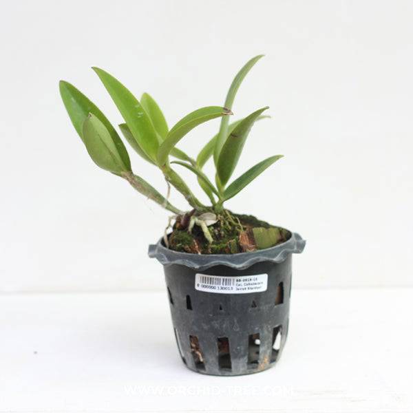 Cattleya (Cahuzacara) Jairak Stardust - Without Flowers | MS - Buy Orchids Plants Online by Orchid-Tree.com