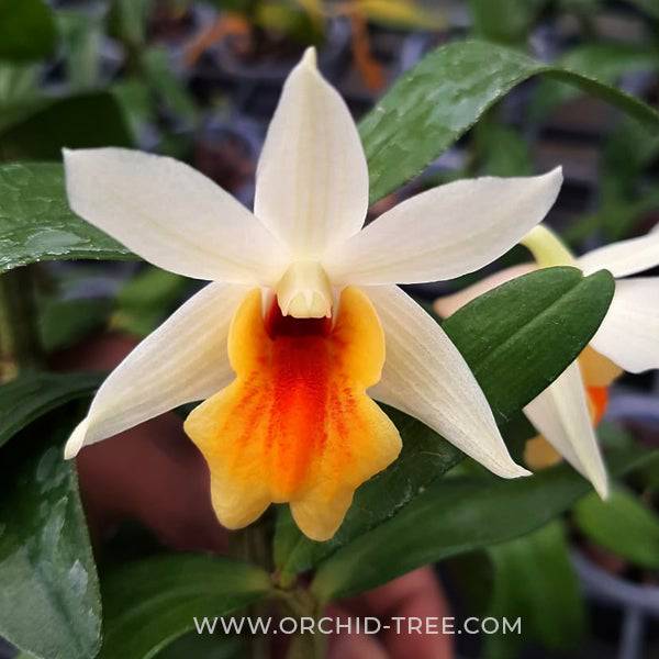 Dendrobium Christy Dawn "Shang Guest" - With Bud | FF - Buy Orchids Plants Online by Orchid-Tree.com