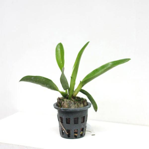 Cattleya Mishima Elf - Without Flowers | BS - Buy Orchids Plants Online by Orchid-Tree.com