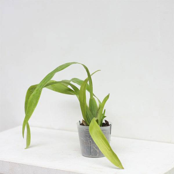 Oncidium Sherry Baby 'Ruby Doll' - Without Flower | BS - Buy Orchids Plants Online by Orchid-Tree.com