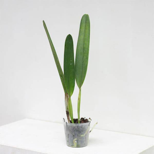 Cattleya (L.) purpurata sp. - Without Flower | BS - Buy Orchids Plants Online by Orchid-Tree.com