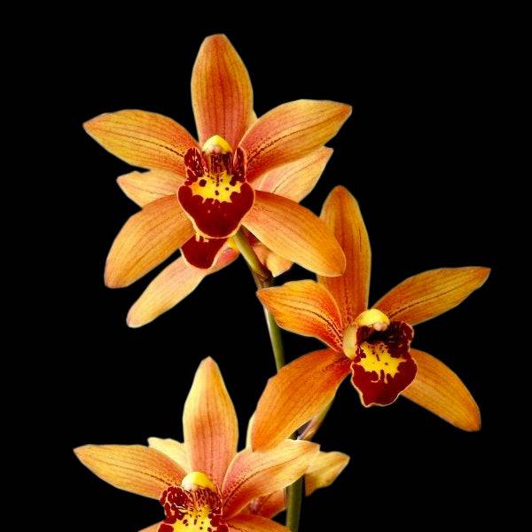 Cymbidium Kusuda Shining - Without Flowers | BS - Buy Orchids Plants Online by Orchid-Tree.com