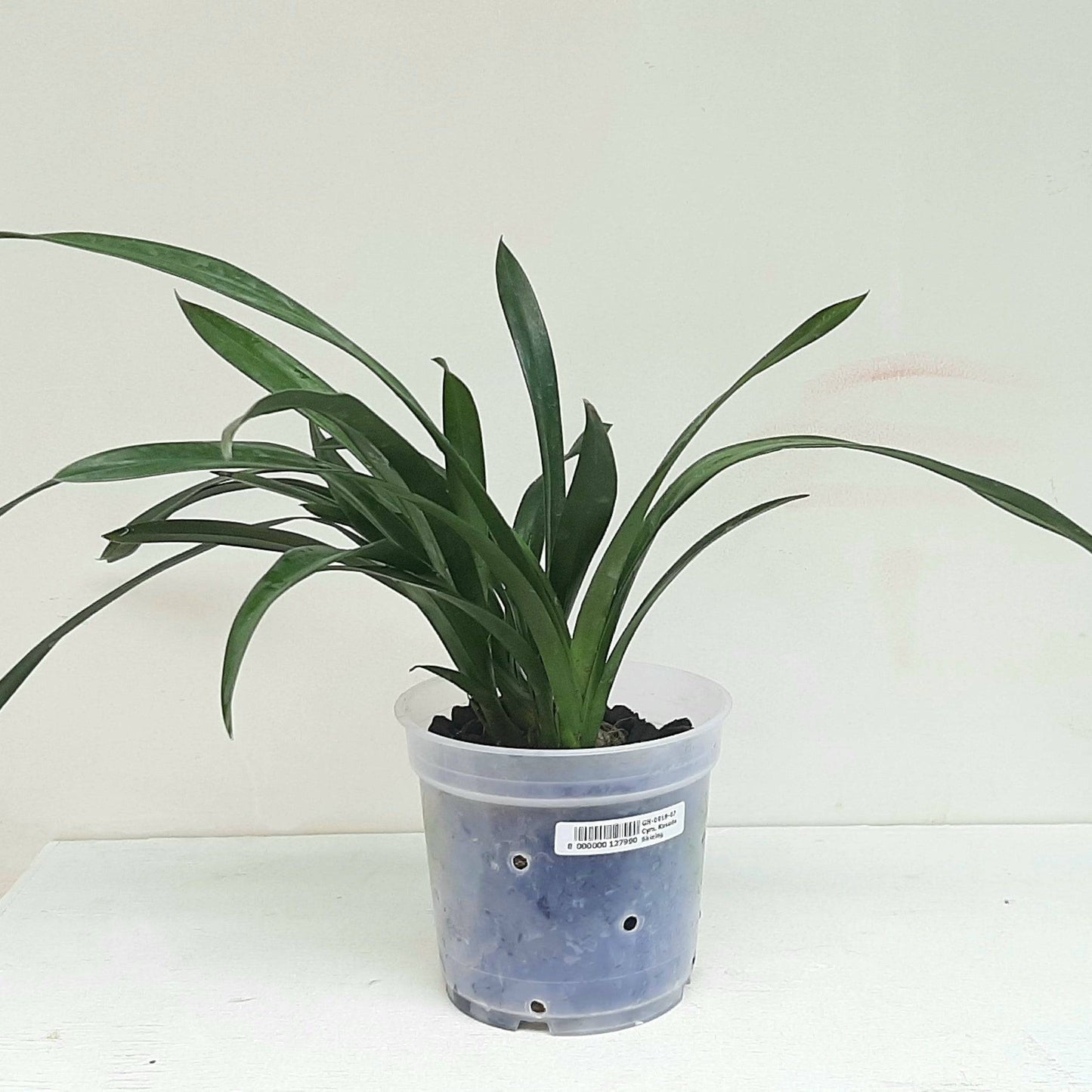 Cymbidium Kusuda Shining - Without Flowers | BS - Buy Orchids Plants Online by Orchid-Tree.com