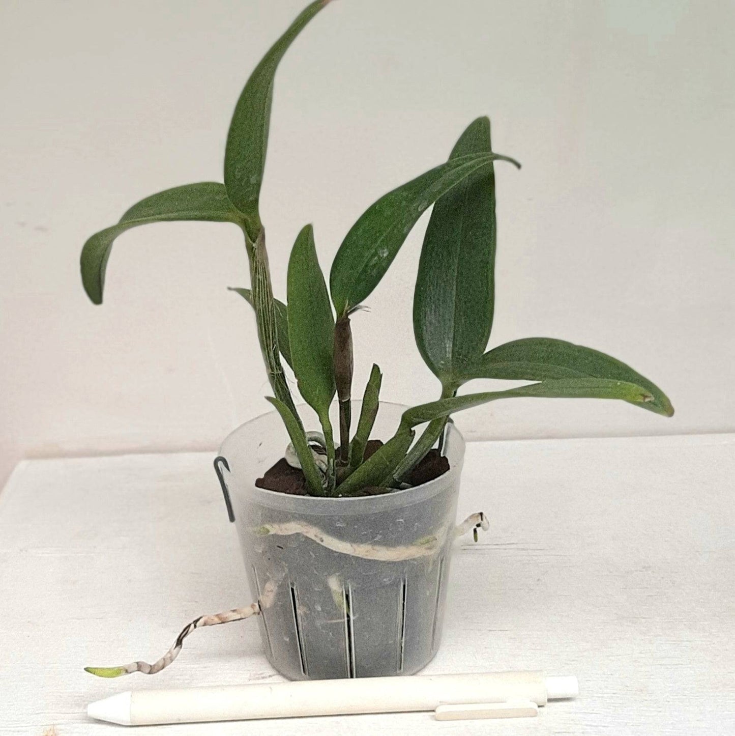Cattleya porphyroglossa - Without Flowers | BS - Buy Orchids Plants Online by Orchid-Tree.com