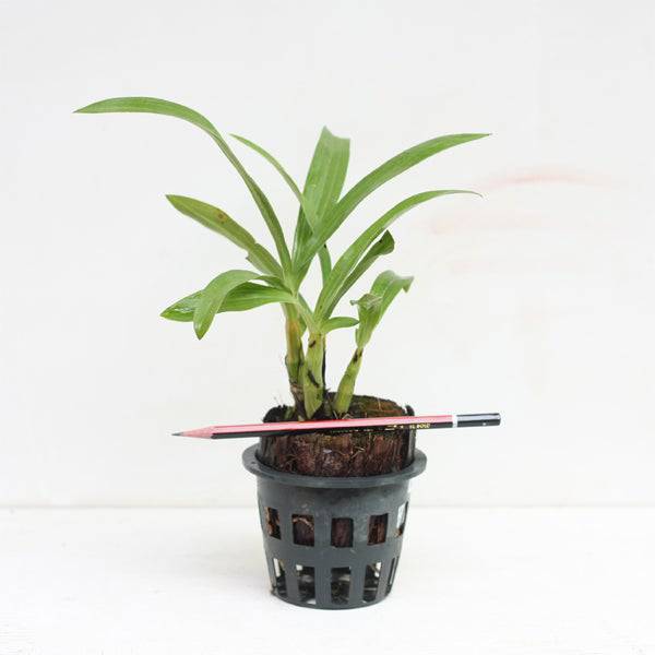 Ansellia africana sp. -Without Flower | MS - Buy Orchids Plants Online by Orchid-Tree.com