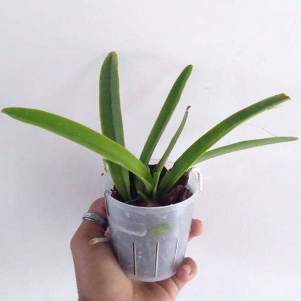 Cattleya maxima var alba sp. - Without Flowers | BS - Buy Orchids Plants Online by Orchid-Tree.com