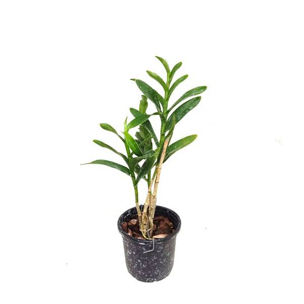 Epidendrum Special Valley Red -Without Flower | BS - Buy Orchids Plants Online by Orchid-Tree.com