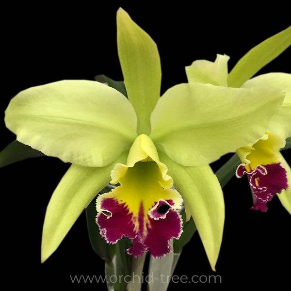 Cattleya (Rlc.) Greenwich - With Flower | FF - Buy Orchids Plants Online by Orchid-Tree.com