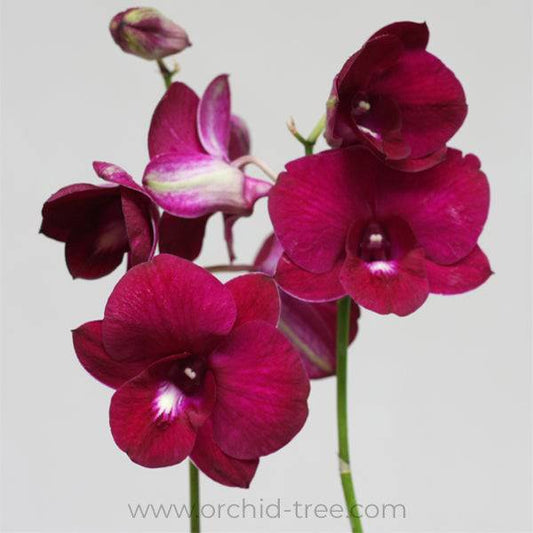 Dendrobium Red White Lip  - Without Flowers | BS - Buy Orchids Plants Online by Orchid-Tree.com