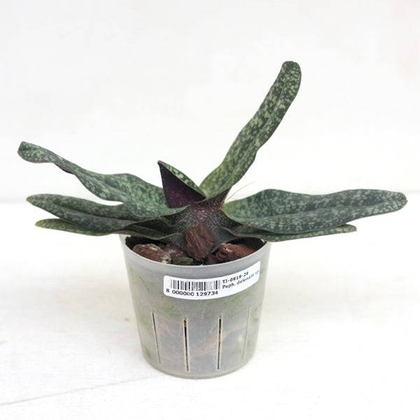Paphiopedilum delenatii sp. - Without Flowers | BS - Buy Orchids Plants Online by Orchid-Tree.com