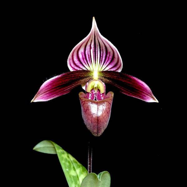 Papiopedilum Yi-Ying Morning Sun - With bud | FF - Buy Orchids Plants Online by Orchid-Tree.com