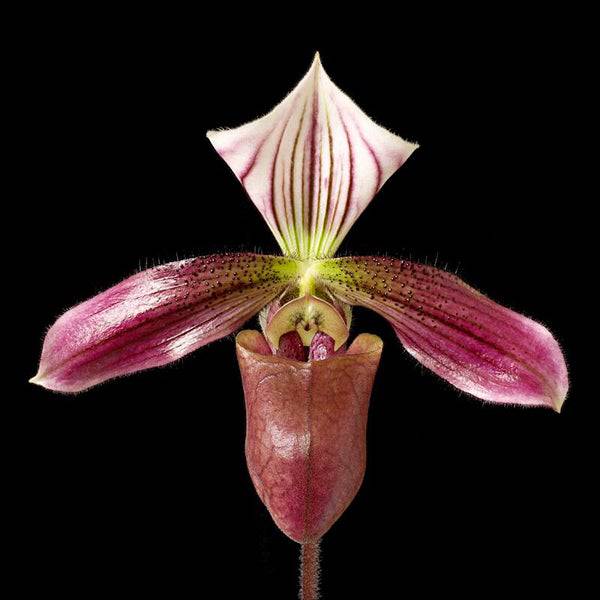 Papiopedilum Yi-Ying Morning Sun - With bud | FF - Buy Orchids Plants Online by Orchid-Tree.com