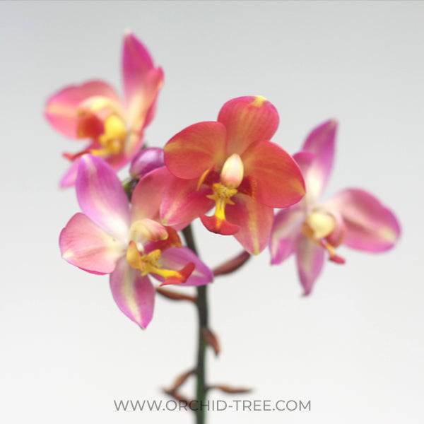 Spathoglottis Pink Fancy - Without Flowers | BS - Buy Orchids Plants Online by Orchid-Tree.com
