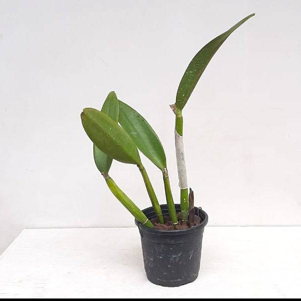 Cattleya Pot. Sakura Candy - With Buds | FF - Buy Orchids Plants Online by Orchid-Tree.com