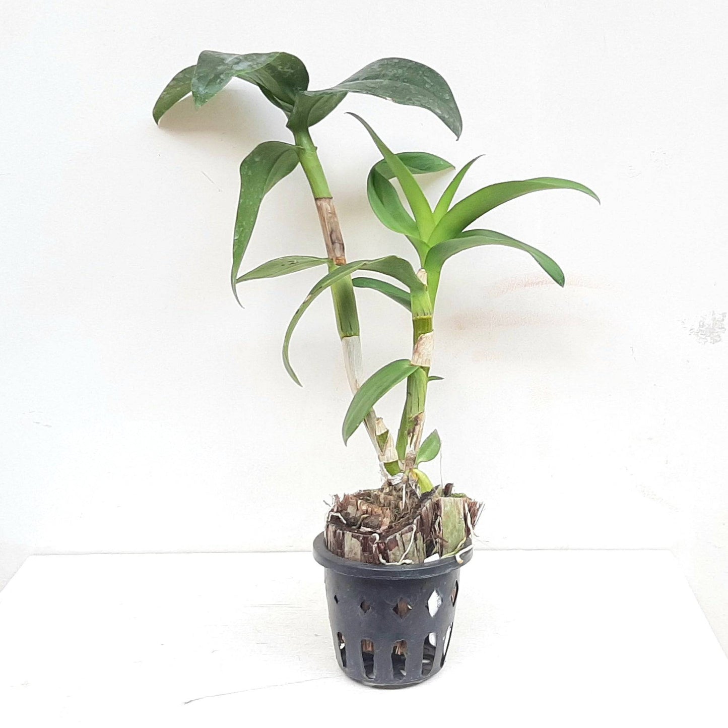 Dendrobium Madame Vipa - Without Flowers | BS - Buy Orchids Plants Online by Orchid-Tree.com