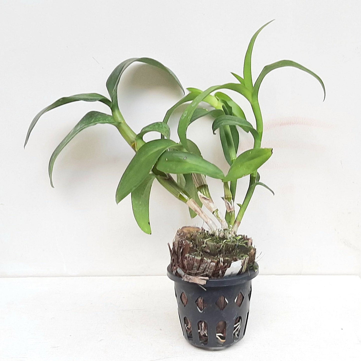 Dendrobium King Dragon Red - Without Flowers | BS - Buy Orchids Plants Online by Orchid-Tree.com
