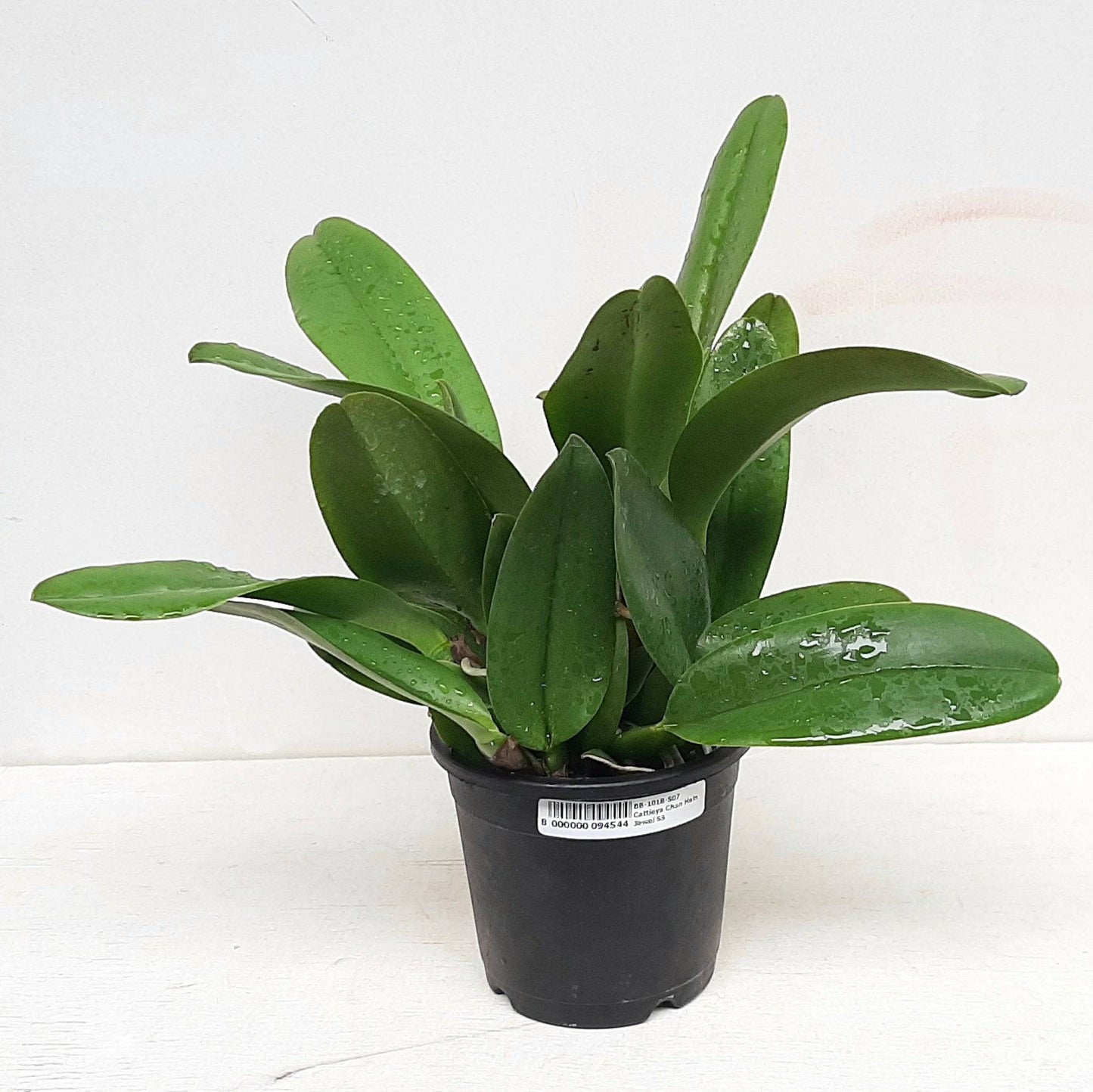 Cattleya (Lc.) Chan Hain Jewel - Without Flower | BS - Buy Orchids Plants Online by Orchid-Tree.com
