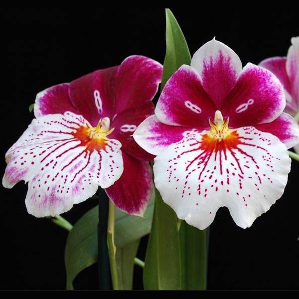 Oncidium (Milt.) Breathless 'Brilliant' - With spike | FF - Buy Orchids Plants Online by Orchid-Tree.com