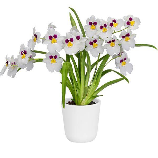 Oncidium (Milt.) Herralexandre - With Spike | FF - Buy Orchids Plants Online by Orchid-Tree.com