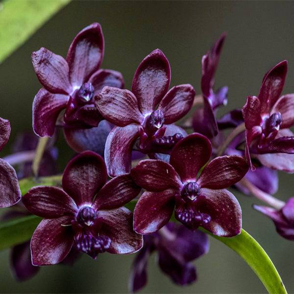 Vandacostyllis Sri Siam - Without Flowers | BS - Buy Orchids Plants Online by Orchid-Tree.com