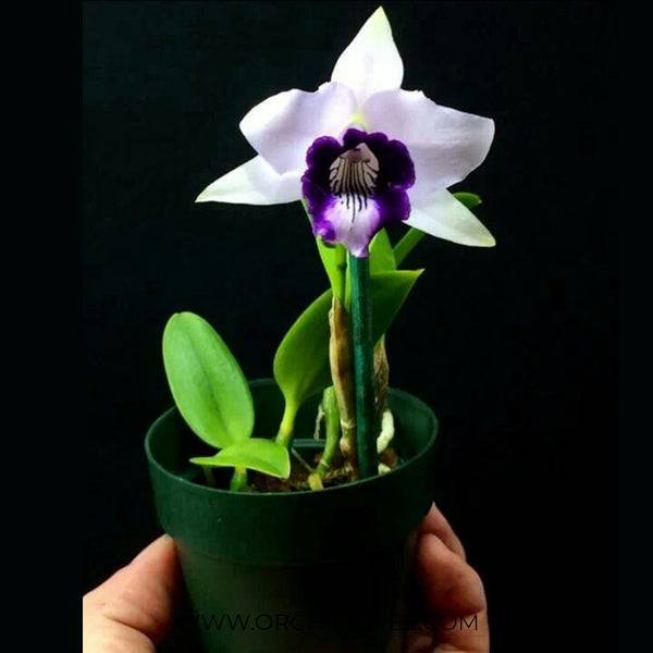 Cattleya (L.) dayana var coerulea sp. - Miniature - Without flowers | MS - Buy Orchids Plants Online by Orchid-Tree.com