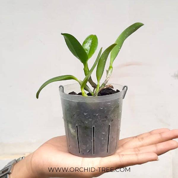 Cattleya (L.) dayana var coerulea sp. - Miniature - Without flowers | MS - Buy Orchids Plants Online by Orchid-Tree.com