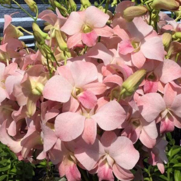 Dendrobium Poppy Rose - Without Flowers | BS - Buy Orchids Plants Online by Orchid-Tree.com