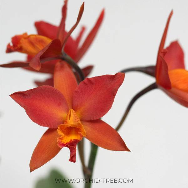 Cattleya (Pot.) Shinfong Dawn - Without Flowers | BS - Buy Orchids Plants Online by Orchid-Tree.com
