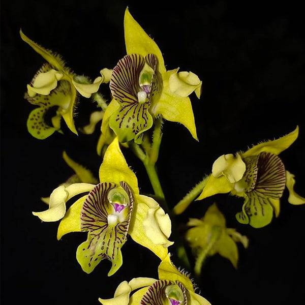 Dendrobium macrophyllum sp. - Without Flowers | BS - Buy Orchids Plants Online by Orchid-Tree.com