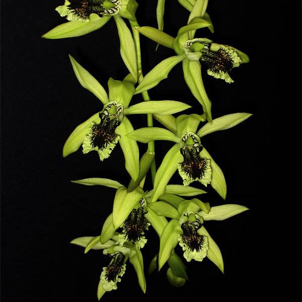 Coelogyne pandurata sp. - Without Flowers | BS - Buy Orchids Plants Online by Orchid-Tree.com