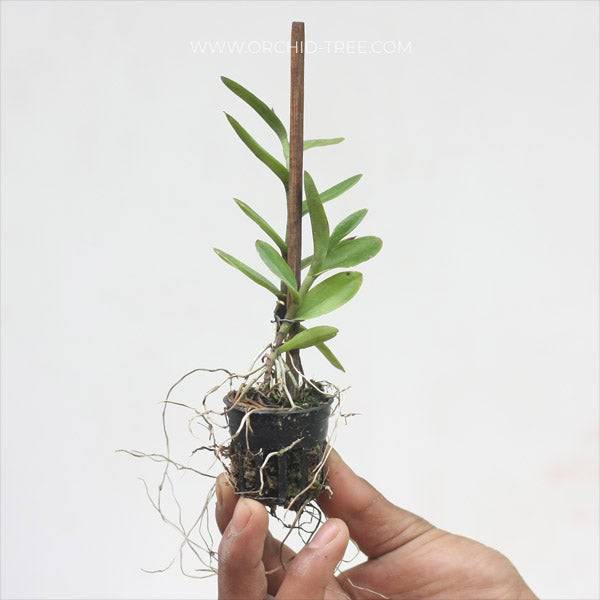 Epidendrum calanthum sp.- Seedling - Without Flowers | SS - Buy Orchids Plants Online by Orchid-Tree.com