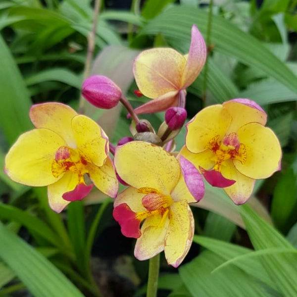 Spathoglottis Yellow Fancy - Without Flowers | BS - Buy Orchids Plants Online by Orchid-Tree.com