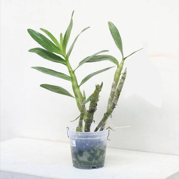 Dendrobium Yellow Magic 'Festival'- Without Flowers | BS - Buy Orchids Plants Online by Orchid-Tree.com