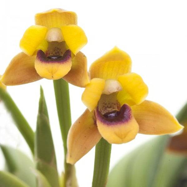 Maxillaria variabilis sp. - Without Flowers | BS - Buy Orchids Plants Online by Orchid-Tree.com