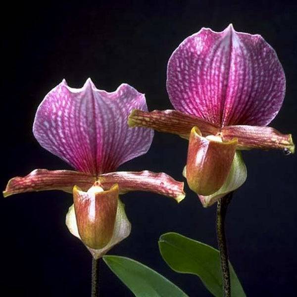 Paphiopedilum charlesworthii sp.- Without Flowers | BS - Buy Orchids Plants Online by Orchid-Tree.com