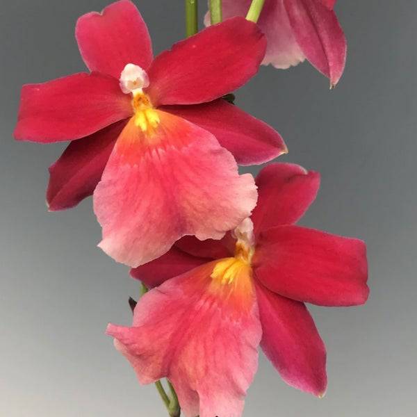 Oncidium ( Burr.) Francine Roseglow- Without Flowers | BS - Buy Orchids Plants Online by Orchid-Tree.com