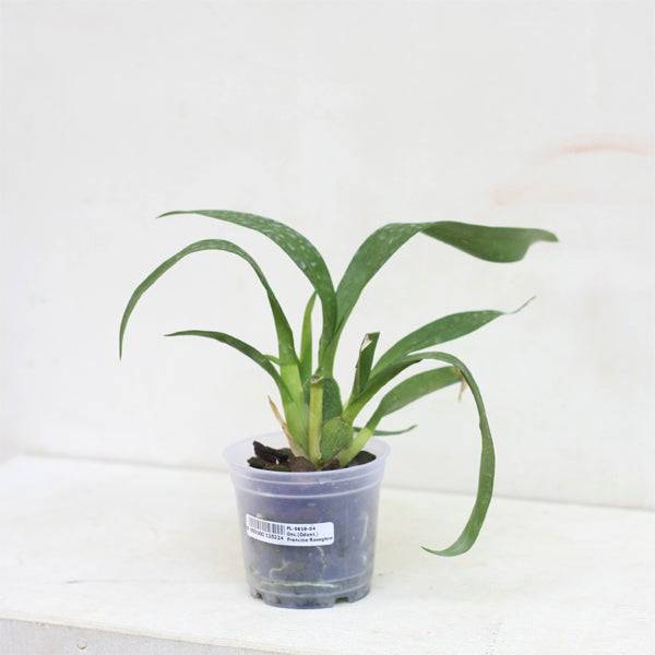 Oncidium ( Burr.) Francine Roseglow- Without Flowers | BS - Buy Orchids Plants Online by Orchid-Tree.com