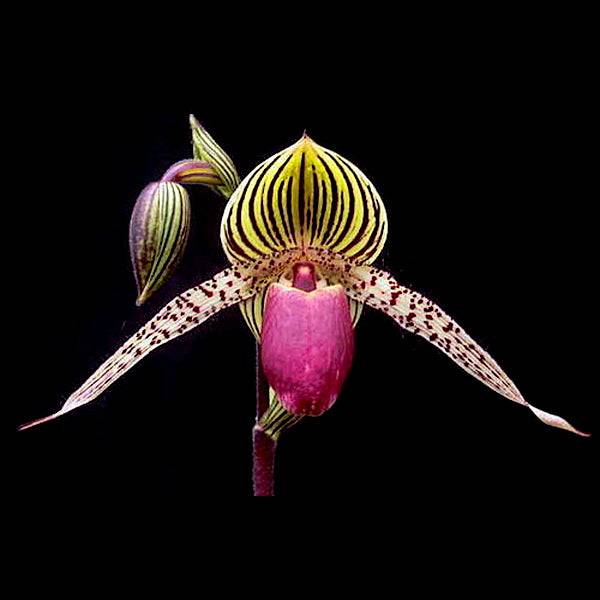 Paphiopedilum Lebeau - Without Flowers | BS - Buy Orchids Plants Online by Orchid-Tree.com
