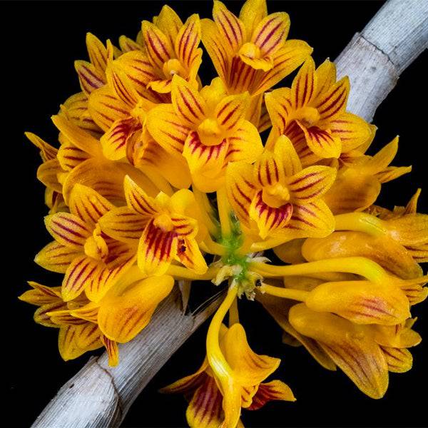 Dendrobium bullenianum sp. - Without Flowers | MS - Buy Orchids Plants Online by Orchid-Tree.com