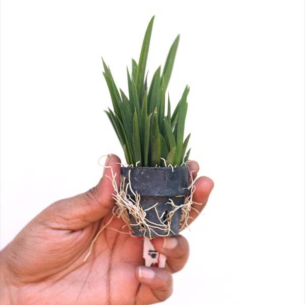 Tolumnia Snow Girl - Without Flowers | BS - Buy Orchids Plants Online by Orchid-Tree.com