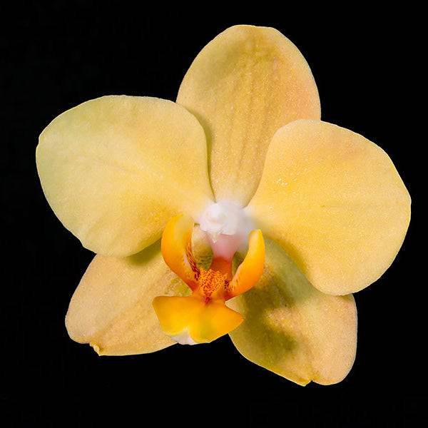Phalaenopsis Little Emperor - With Spike | FF - Buy Orchids Plants Online by Orchid-Tree.com