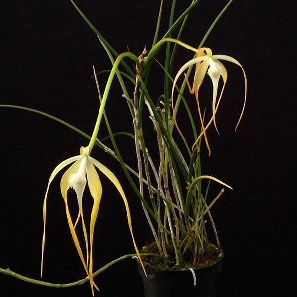 Brassavola (Cattleya) cucullata sp. - Without Flowers | SS - Buy Orchids Plants Online by Orchid-Tree.com