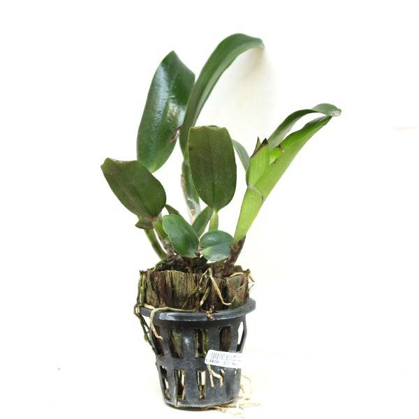Cattleya Chomyong Beauty - Without Flowers | BS - Buy Orchids Plants Online by Orchid-Tree.com