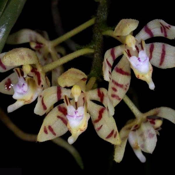 Pteroceras hirsutum sp. - Without Flowers | BS - Buy Orchids Plants Online by Orchid-Tree.com