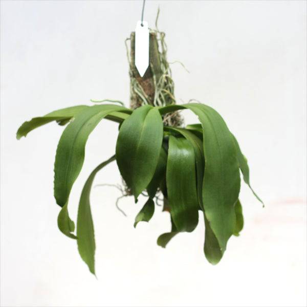 Pteroceras hirsutum sp. - Without Flowers | BS - Buy Orchids Plants Online by Orchid-Tree.com