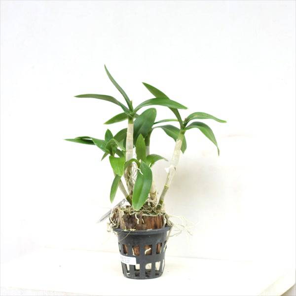 Dendrobium Two Tone Red - Without Flowers | BS - Buy Orchids Plants Online by Orchid-Tree.com