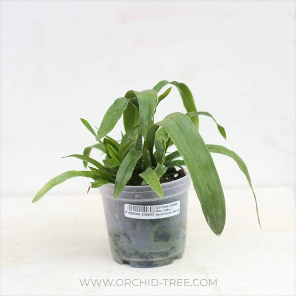 Oncidium (Odm.) bictoniense X Onc. Croesus - Without Flowers | BS - Buy Orchids Plants Online by Orchid-Tree.com