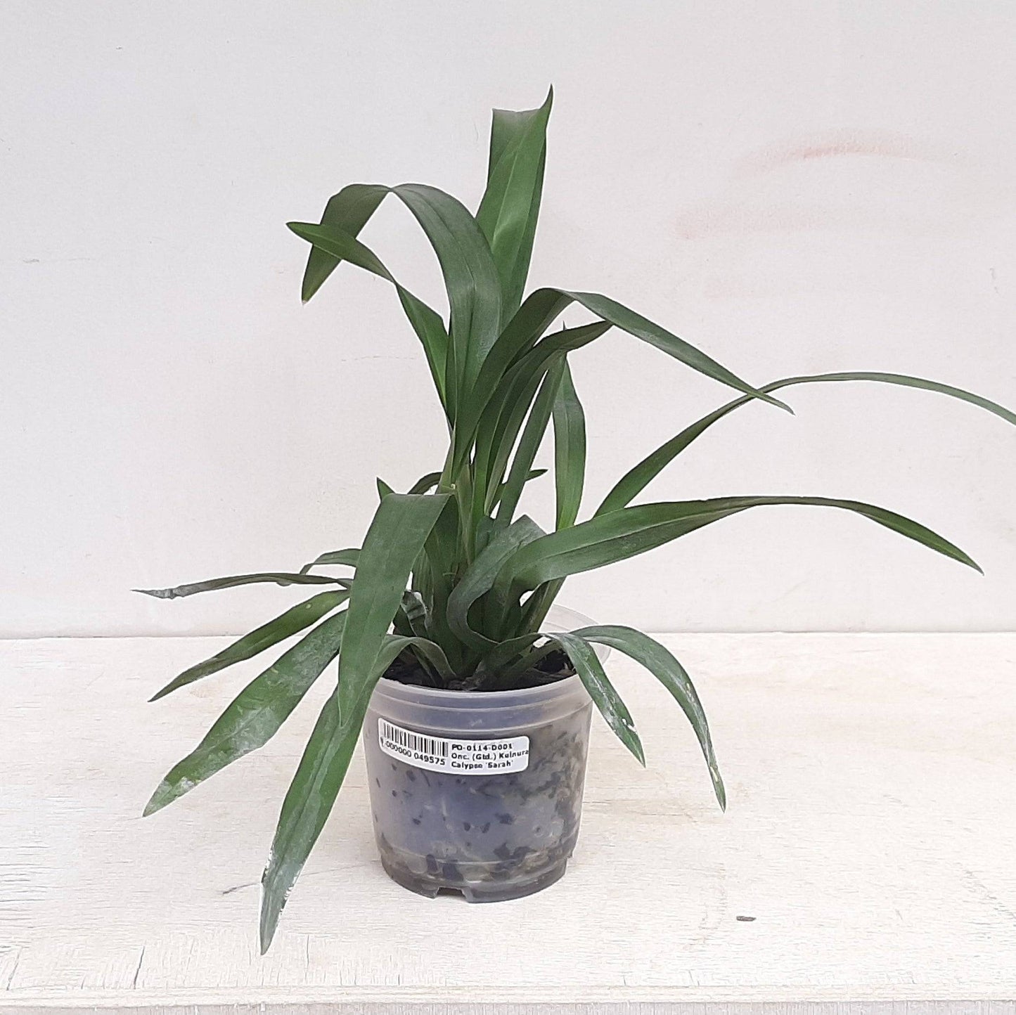 Oncidium (Gtd.) Kulnura Calypso - Without Flowers | BS - Buy Orchids Plants Online by Orchid-Tree.com