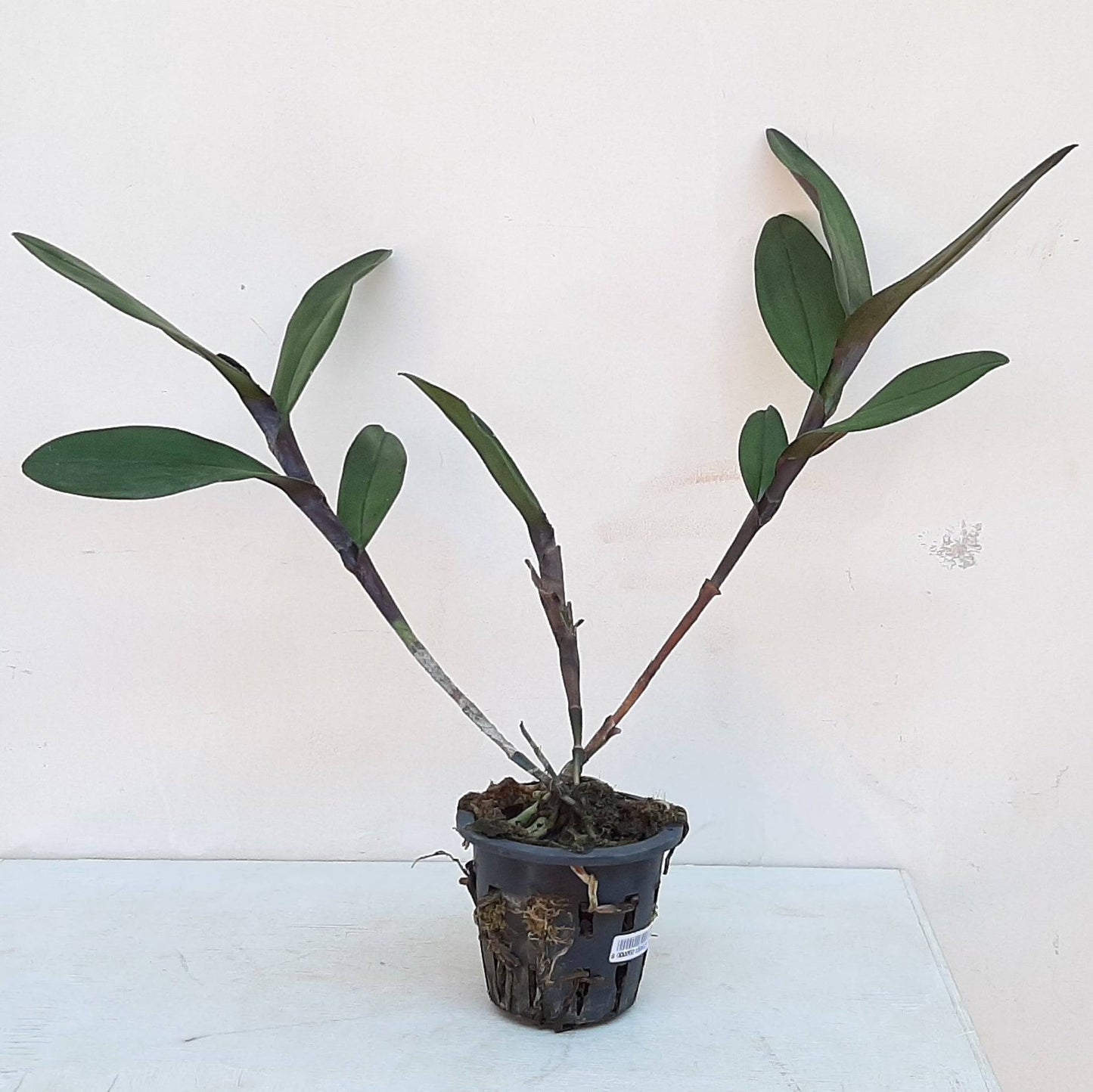 Epidendrum nocturnum sp. - Without Flowers | BS - Buy Orchids Plants Online by Orchid-Tree.com
